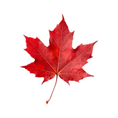 Red maple leaf isolated on transparent or white background, png - obrazy, fototapety, plakaty