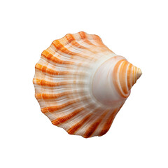 Obraz premium Seashell isolated on transparent or white background, png