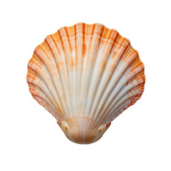 Seashell isolated on transparent or white background, png