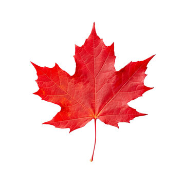 Red maple leaf isolated on transparent or white background, png