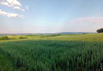 Obraz premium Idyllische Natur im Hunsrück im Frühsommer: Feld mit Bäumen im Hintergrund vor blauem Himmel mit weißen Wölkchen bei Dill, nähe Kirchberg auf dem Premium-Wanderweg Traumschleife Diller Burgpfad.