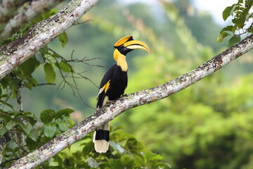Great Hornbill in a forest