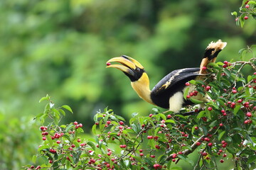 Great Hornbill in a forest © Sarawut