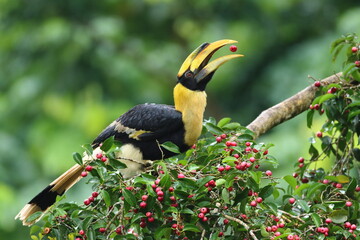 Great Hornbill in a forest