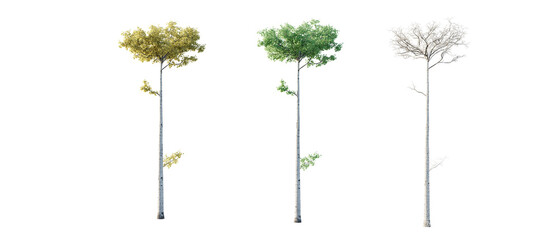 isolated cutout  tree Populus tremuloides in 3 different season option, daylight, best use for landscape design, and post pro render