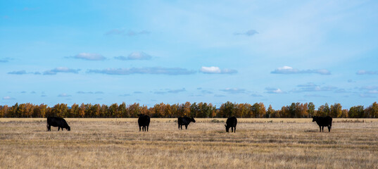 Fototapeta na wymiar Grazing cows in an autumn field.