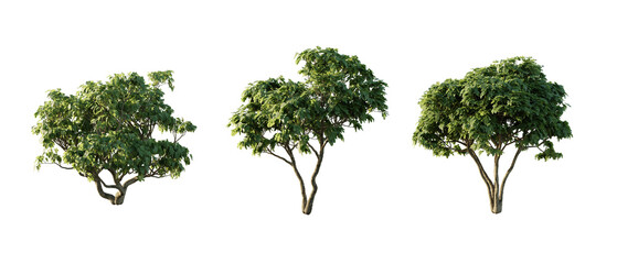 isolated cutout tree Ficus Carica in 3 different model option, daylight, summer season, best use for landscape design, and post pro render