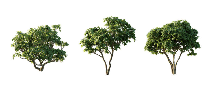 isolated cutout  tree Ficus Carica in 3 different model option, daylight, summer season, best use for landscape design, and post pro render