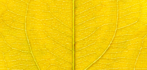 Close-up leaf. Macro photography. Yellow leaf veins texture.