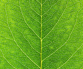 Fototapeta na wymiar Close-up leaf. Macro photography. Green leaf veins texture.