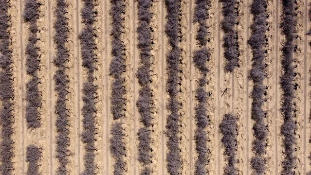 Aerial top down, dead orchard trees at a plantation caused by dought from global warming