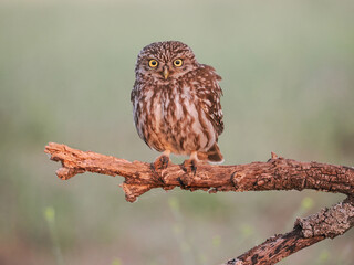Little owl (Athene noctua), isolated on blurred background