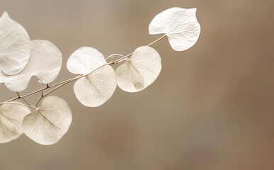 Lunaria card, dried silver dollar plant on a neutral brown background. Mourning, fall, loss, depression, autumn, greetings. Generative AI