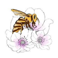 Daisy flower with cute bee cartoon and heart isolated on white background illustration.