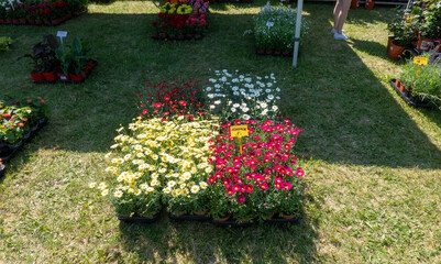 flower fair, estonia, türi