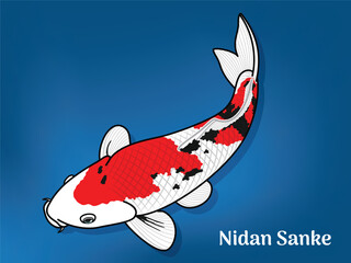 Vector image of Fancy carp or "koi". This's Varieties are called "Nidan Sanke". Illustration for children's learning