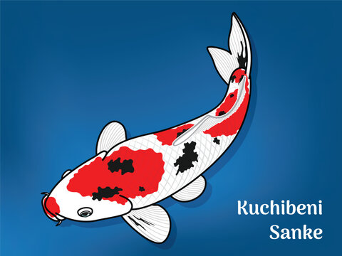 Vector image of Fancy carp or "koi". This's Varieties are called "Kuchibeni Sanke". Illustration for children's learning