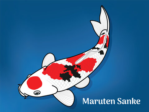 Vector image of Fancy carp or "koi". This's Varieties are called "Maruten Sanke". Illustration for children's learning