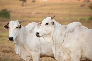 Obraz na płótnie Canvas Adult cow in a Brazilian farm with selective focus