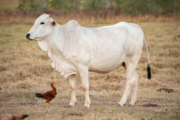 Obraz na płótnie Canvas Adult cow in a farm