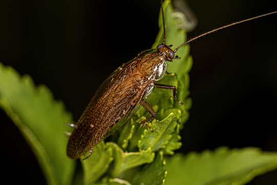 Adult Wood Cockroach of the Family Ectobiidae