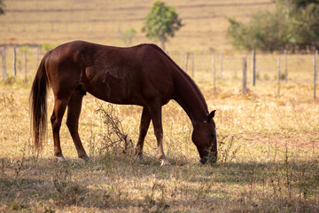 Horse resting in a pasture area
