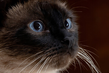 Siamese cat of the species Felis catus