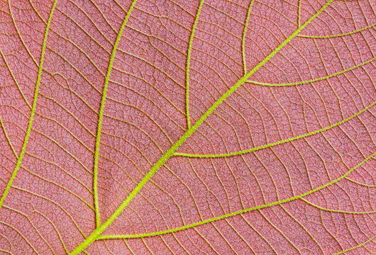 Close up of colorful ventral side of young Moonlight tree leaf texture background 