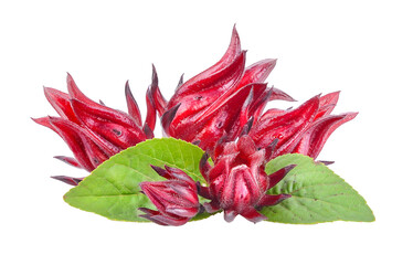 Roselle fruits, isolated on transparent png