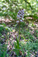 Crimean orchid Yatryshnik. Orchid Baltic iberika wild flower. High quality photo.