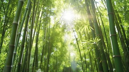 Naklejka premium Bamboo forest in the morning. Generative Ai