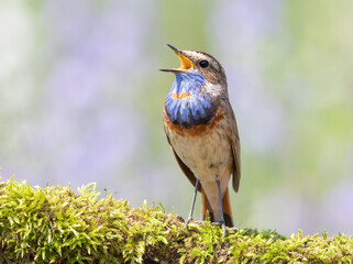 Bluethroat, Luscinia svecica. A singing bird sits on a beautiful branch