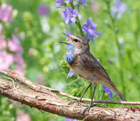 Bluethroat sings, sitting on the root of a tree, against the background of a flowering meadow