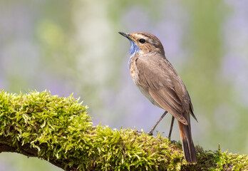 Bluethroat, Luscinia svecica. A bird sits on a beautiful branch