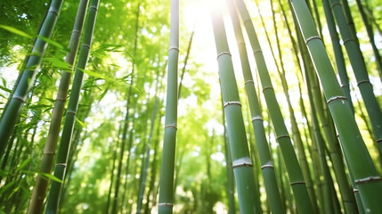 Obraz premium Bamboo forest in the morning. Generative Ai