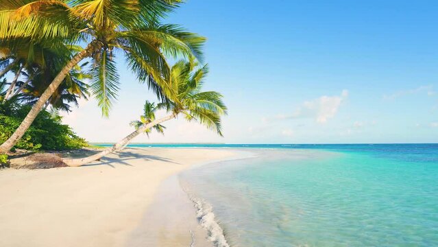 Amazing white sand beach and turquoise sea water background. Caribbean beach and sky. Bright palm trees on the wild big beach of the island. Summer holidays in beautiful nature. Video is toned.