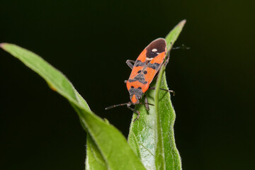 Close-up of red and black bug,, Lygaeus equestris,, in its natural environment, Danubian wetland, Slovakia