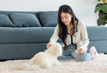 Asian young happy cheerful female owner sitting smiling on fluffy carpet floor playing with best friends companion dogs white short hair shih tzu puppy in living room.