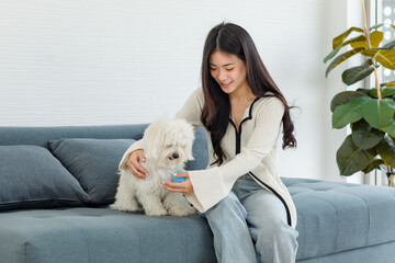 Asian young happy cheerful female owner sitting smiling on cozy sofa couch playing fetching blue ball with best friend small companion dog white short hair Shih tzu in living room.