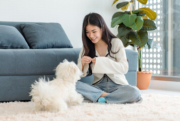 Asian young happy cheerful female owner sitting smiling on fluffy carpet floor playing with best...