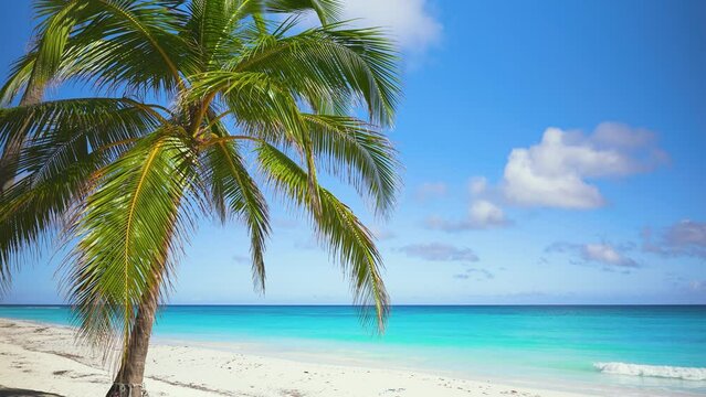 Tropical paradise Maldives beach with white sand and coconut palms. View from the islands through the palm leaves to the turquoise ocean. Travel and tourism concept. Summer holidays on the sea coast.
