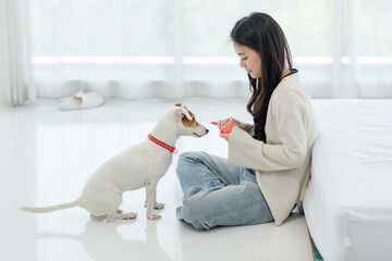 Asian young happy cheerful female owner sitting smiling on floor using squeezing toy ball playing fetching training best friend companion dog white parson jack russell terrier in bedroom at home
