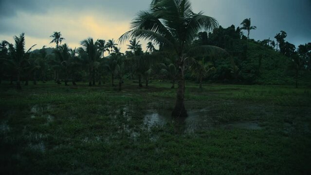 Rain falls on a clear field with palm trees and hills on an island in the Philippines