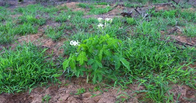Texas Bullnettle Cnidoscolus texanus plant with flower blooms.