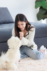 Asian young happy cheerful female owner sitting smiling on fluffy carpet floor playing with best friends companion dogs white short hair shih tzu puppy in living room.