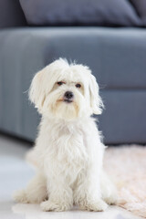 Portrait closeup shot of playful cute happy best human friend companion domestic house dog white long hair small mutt mixed Shih tzu Maltese sitting on carpet floor smiling in living room at home