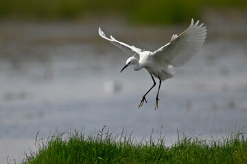 Little egret // Seidenreiher (Egretta garzetta) - Axios Delta, Greece