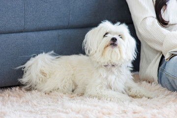 Asian young female owner with stereo headset sitting smiling on carpet floor browsing surfing internet online via laptop computer with best friends companion white dogs mutt shih tzu in living room.