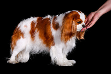 Cavalier King Charles Spaniel