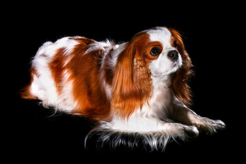 Naklejka premium Cavalier King Charles Spaniel